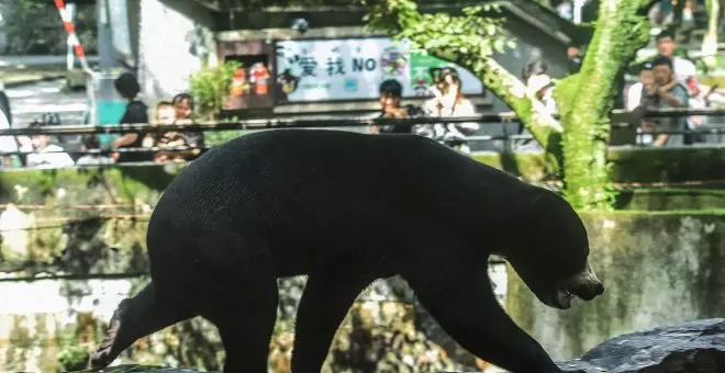 El zoo chino del oso que confunden con un humano aumenta sus visitas un 33%