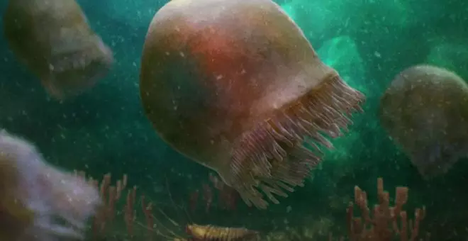 Identificada la especie de medusa nadadora más antigua