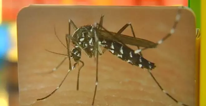 El calor lleva el mosquito tigre a Galicia