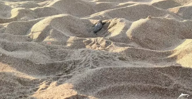 Màxim històric de nius de tortuga careta localitzats al litoral de Catalunya