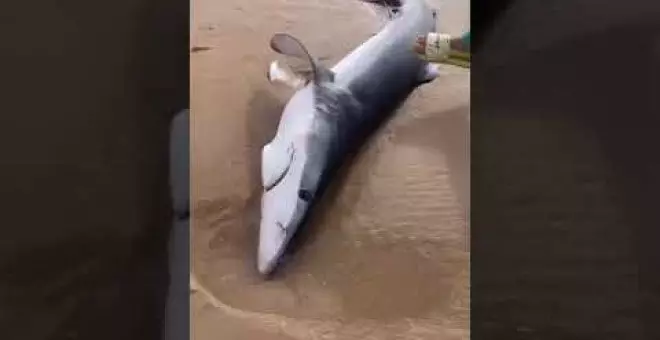 Aparece un tiburón muerto en la playa de Somo