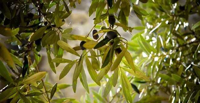 Pato confinado - Crisis del aceite de oliva: una amenaza a lo que somos