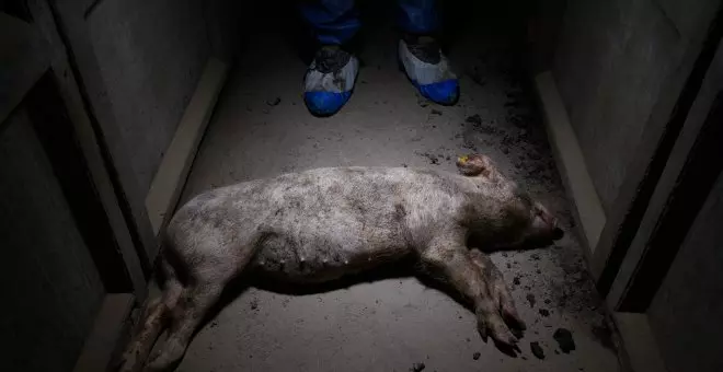 Igualdad Animal denuncia el maltrato en las granjas industriales en una nueva investigación sobre la industria porcina