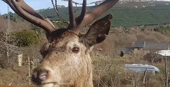 ¿Dónde está el ciervo Carlitos?: vecinos de Linarejos denuncian que ha sido cazado