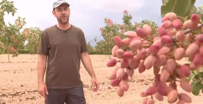 El cultivo del pistacho, una apuesta de muchos productores para tener rentabilidad y combatir el cambio climático