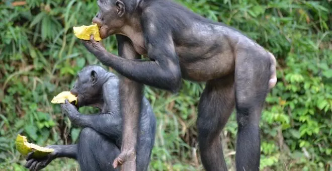 Pato confinado - Los chimpancés también adoran las hamburguesas con queso