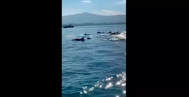 Un grupo de delfines nada a sus anchas por la Bahía de Santander