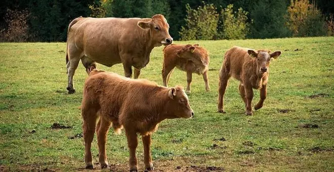 Cantabria ayudará con 750.000 euros a los ganaderos que pierdan vacas por la enfermedad hemorrágica