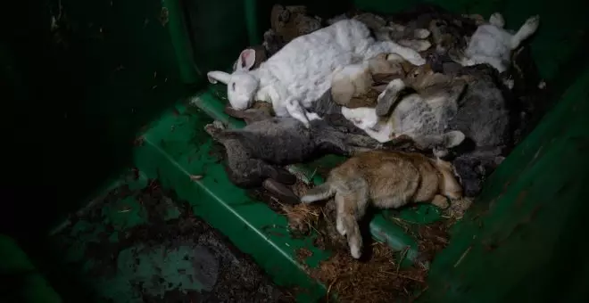 Cadáveres amontonados, tumores y heces: una investigación destapa el horror de diez granjas de conejos españolas