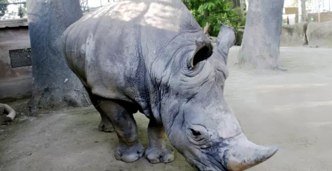 Mor al Zoo de Barcelona el rinoceront blanc més longeu d'Europa