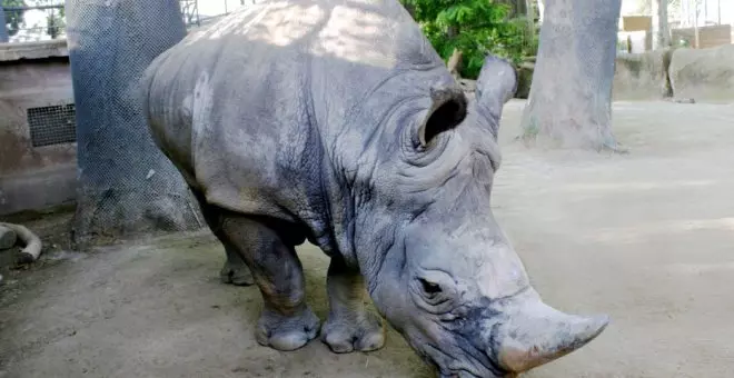 Fallece en el Zoo de Barcelona el rinoceronte blanco más longevo de Europa