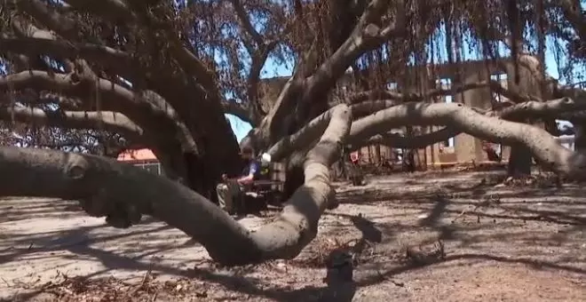 Dos emblemáticos árboles sobreviven a los terribles incendios de Hawai de este verano