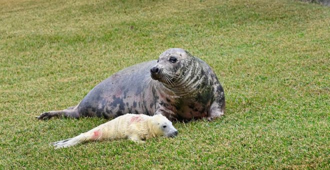 Nace una cría de foca gris en el minizoo de La Magdalena
