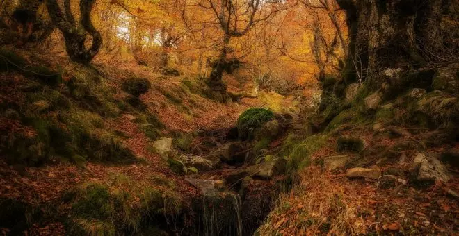 Seis hayedos que tienes que visitar este otoño