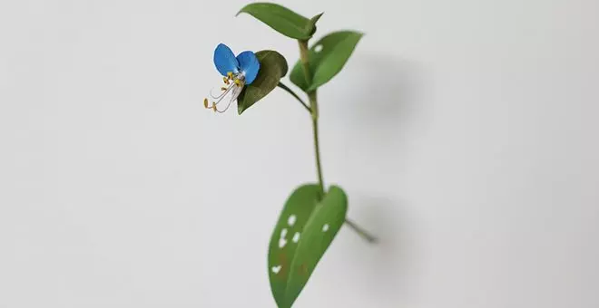 Las flores talladas de Yoshihiro Suda, la grandeza de lo pequeño