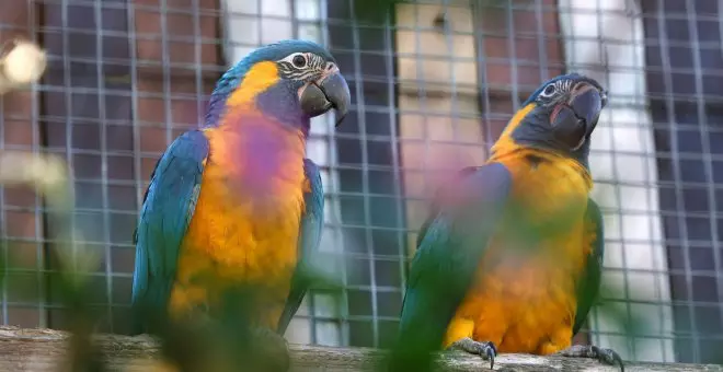 Neixen dos exemplars de guacamai gorjablau al Zoo de Barcelona, una espècie en perill d'extinció