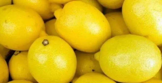 El Ayuntamiento solicita el apoyo del Gobierno de Cantabria para impulsar la IGP para los limones
