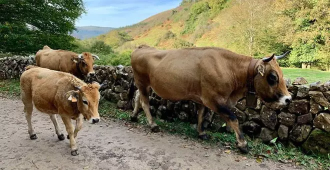 Cantabria, libre de restricciones al movimiento de ganado