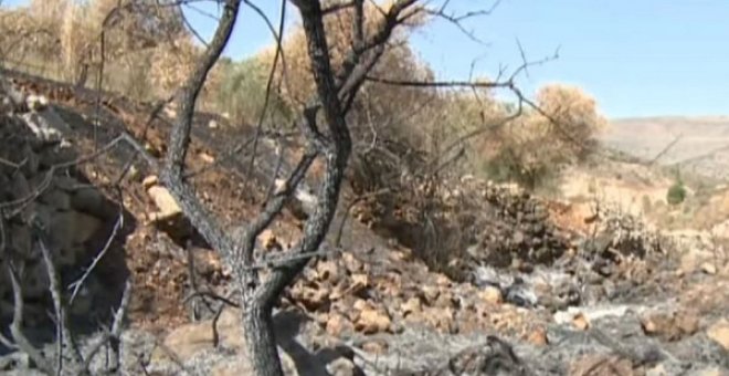 En Cisjordania, colonos israelíes queman los olivos de los palestinos
