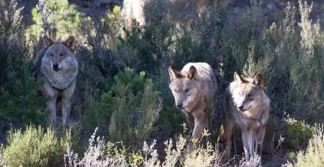 Cantabria pide al Estado que actualice el censo de lobos y lo saque del LESPRE