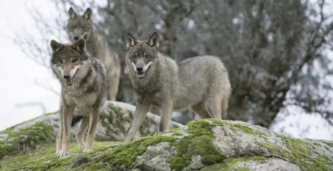 Palencia sobre el lobo: "Necesitamos volver a recuperar el equilibrio entre la conservación de la especie y la actividad ganadera"