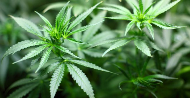 Sanidad revisa un borrador para regular el cannabis medicinal un año después de vencer el plazo para su legalización