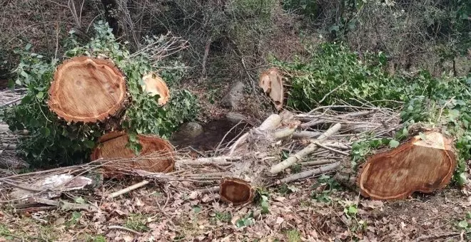 Ecologistas denuncian la tala indiscriminada de árboles en Miraflores de la Sierra