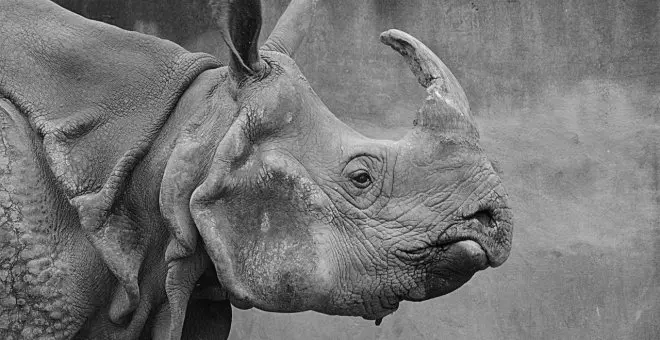 Dominio Público - Cuerno de rinoceronte