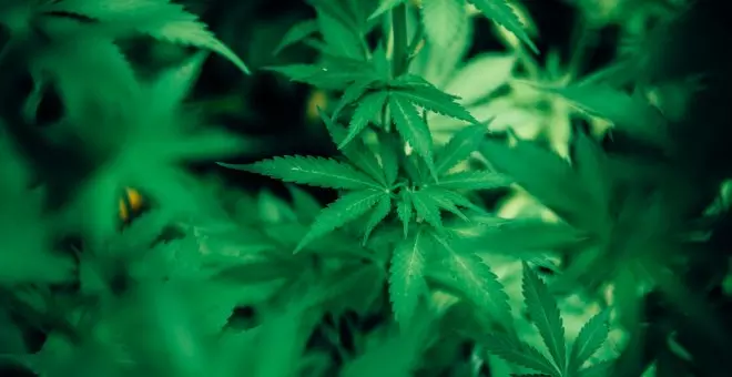 España ya es la séptima potencia mundial de cannabis medicinal tras crecer su producción legal un 53%