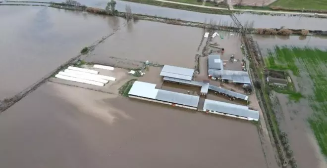 La crecida de un arroyo inunda varias granjas en la comarca de Talavera afectando a 1.500 cabezas de ganado