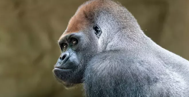 Mor el goril·la Xebo, un dels més longeus del Zoo de Barcelona i una espècie en perill d'extinció