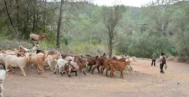 Introdueixen 40 cabres i 15 rucs al Baix Llobregat per adaptar els boscos al canvi climàtic