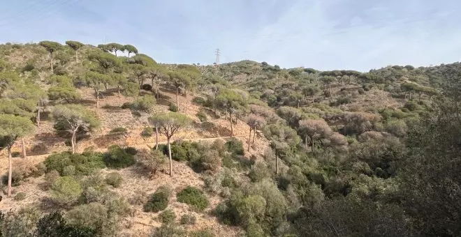 Creixen les peticions per talar l'arbrat mort davant el risc d'una campanya d'incendis molt dura