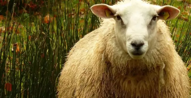 Desde la oveja Dolly: una breve historia de la clonación