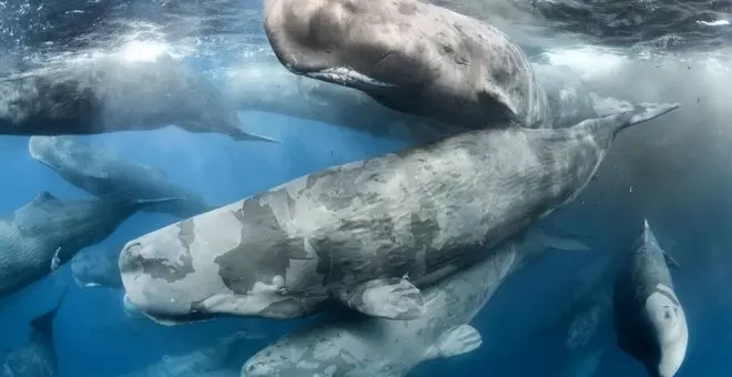 Súper héroes en peligro: el gran papel de las ballenas en el clima