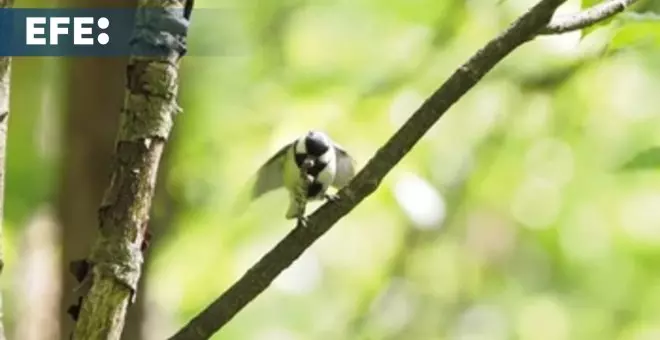 Descubren que una especie de ave 'gesticula' para ceder el paso a su pareja