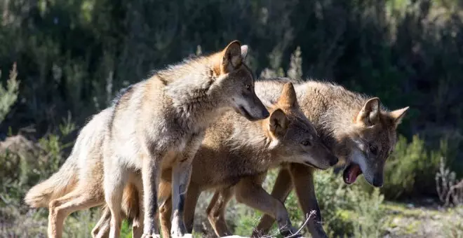 El Tribunal Superior anula los controles de población del lobo en Cantabria