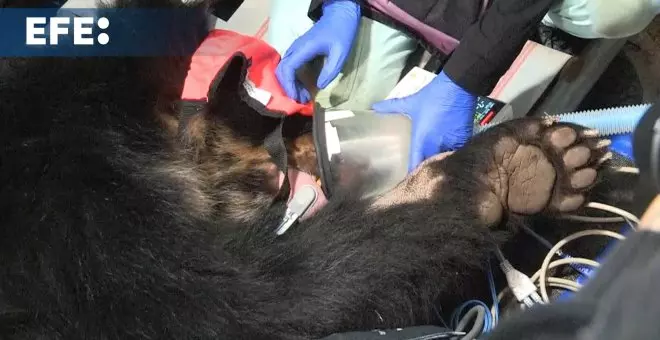 El oso andino Tupak vuelve a ser libre en Ecuador tras un complejo traslado en helicóptero