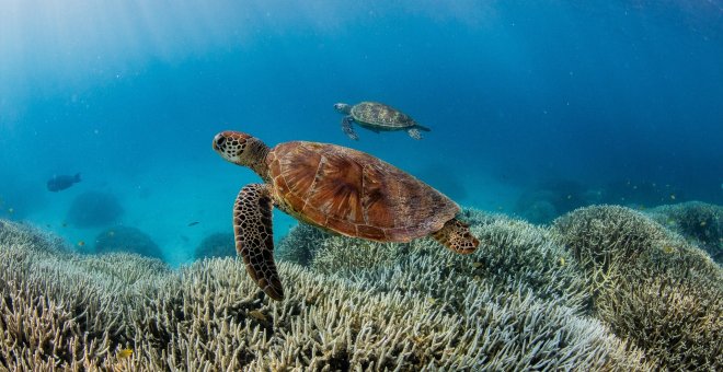 El colapso de las corrientes oceánicas, una grave amenaza que podría transformar el mundo de manera radical