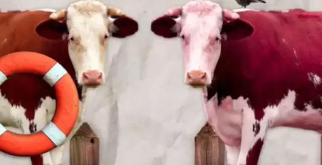 'Ultraliberalismo para idiotas': el vídeo con dos vacas que arrasa en redes y ha compartido hasta Errejón