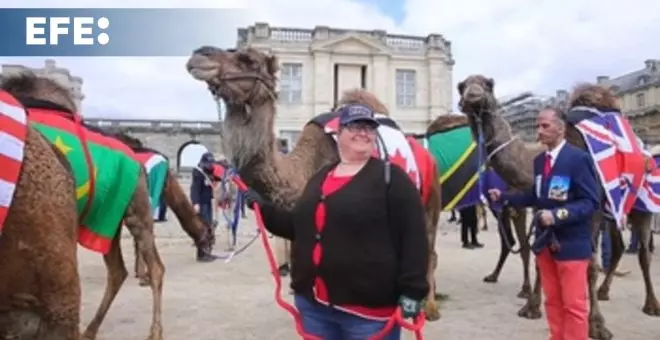 Decenas de camélidos participan en un desfile por el centro de París