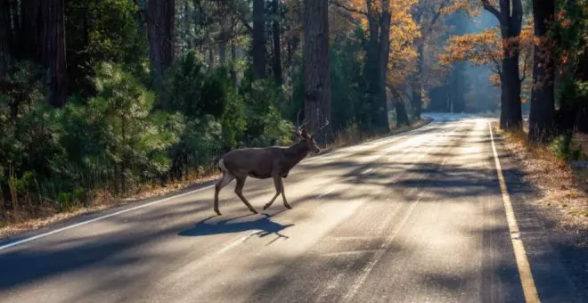 Accidente de moto contra un animal salvaje: ¿lo cubre el seguro?