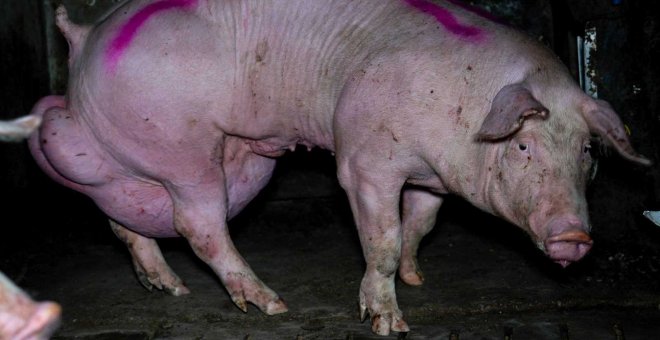 Sale a la luz otra 'granja del terror' en España: maltratan a 1.000 cerdos con martillos con púas y picanas eléctricas