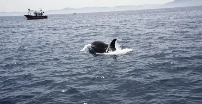 Se hunde un velero por el ataque de unas orcas en Gibraltar