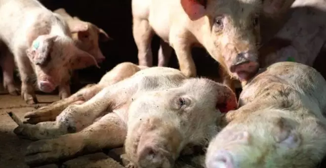 Absueltos los dueños de la granja porcina que protagonizó "el mayor escándalo de maltrato animal en España"