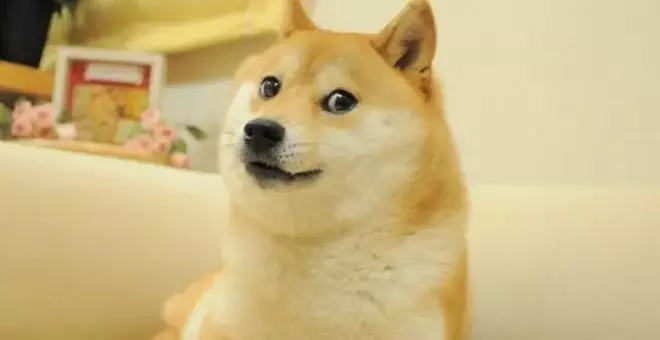 Muere Kabosu, la perra protagonista del meme Doge y la criptomoneda Dogecoin