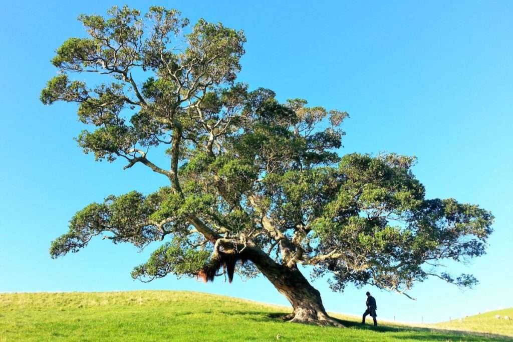 Elige tu árbol favorito y conoce algo más sobre ti