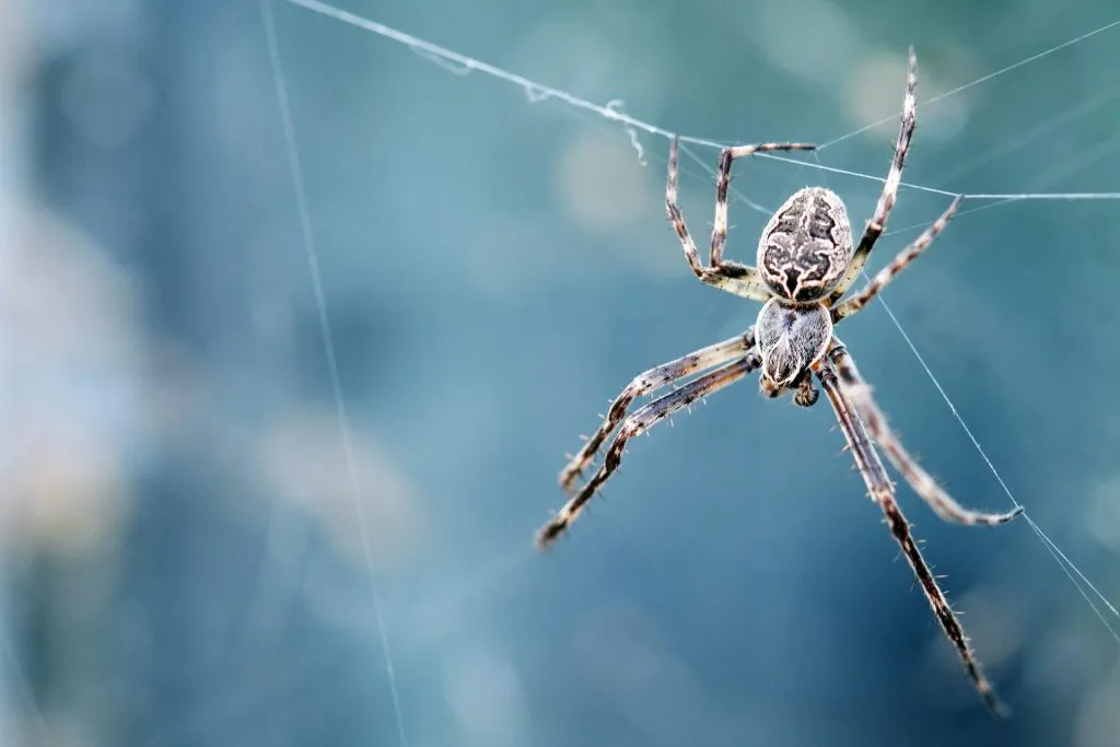 Qué significa soñar con arañas?