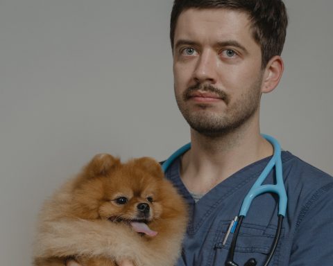 Veterinario - Fuente: Pexels