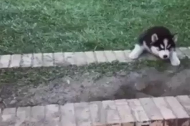 Sin duda, dos Husky entrañables